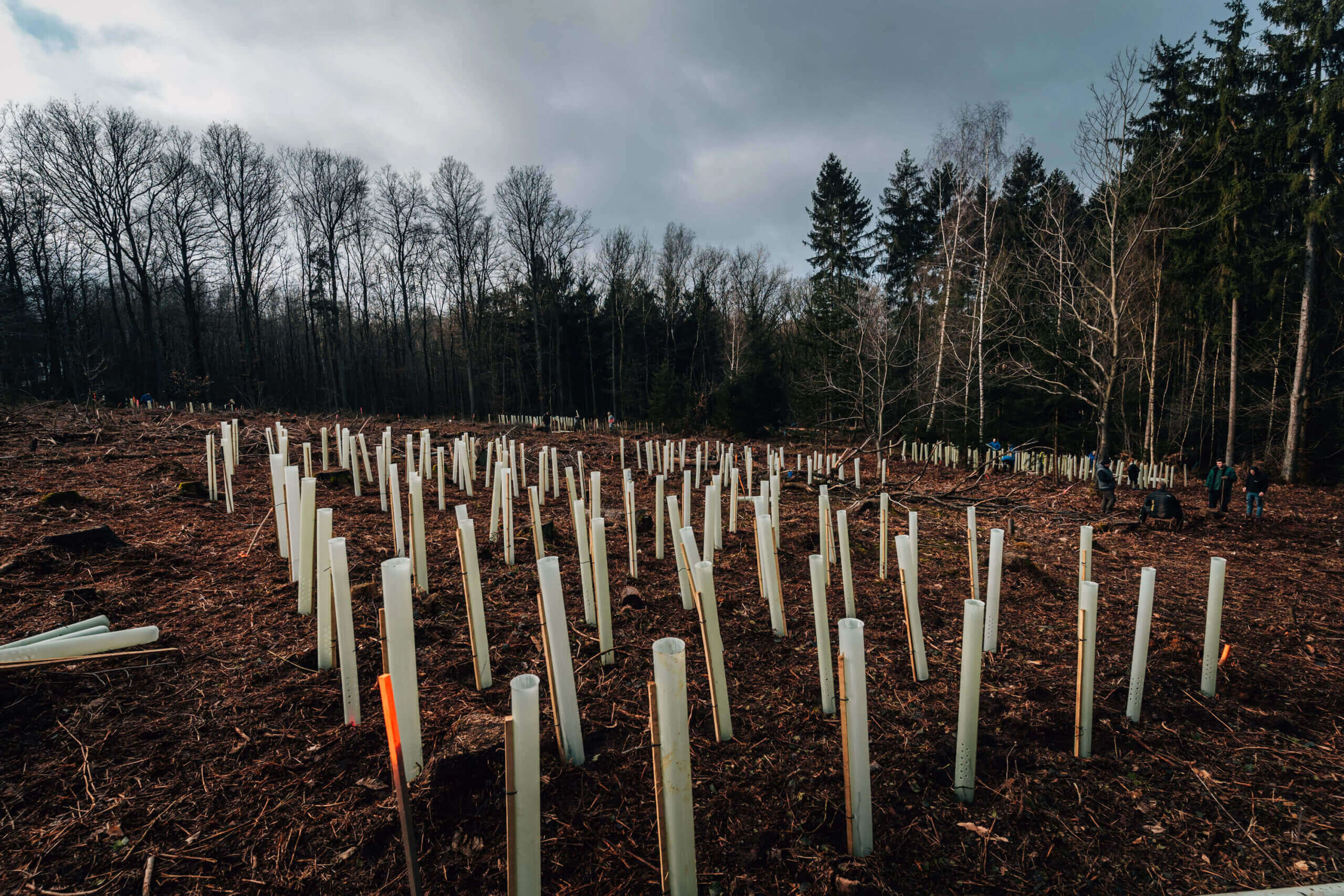 zwischenstand-der-aktion-klimawald-1-scaled.jpg